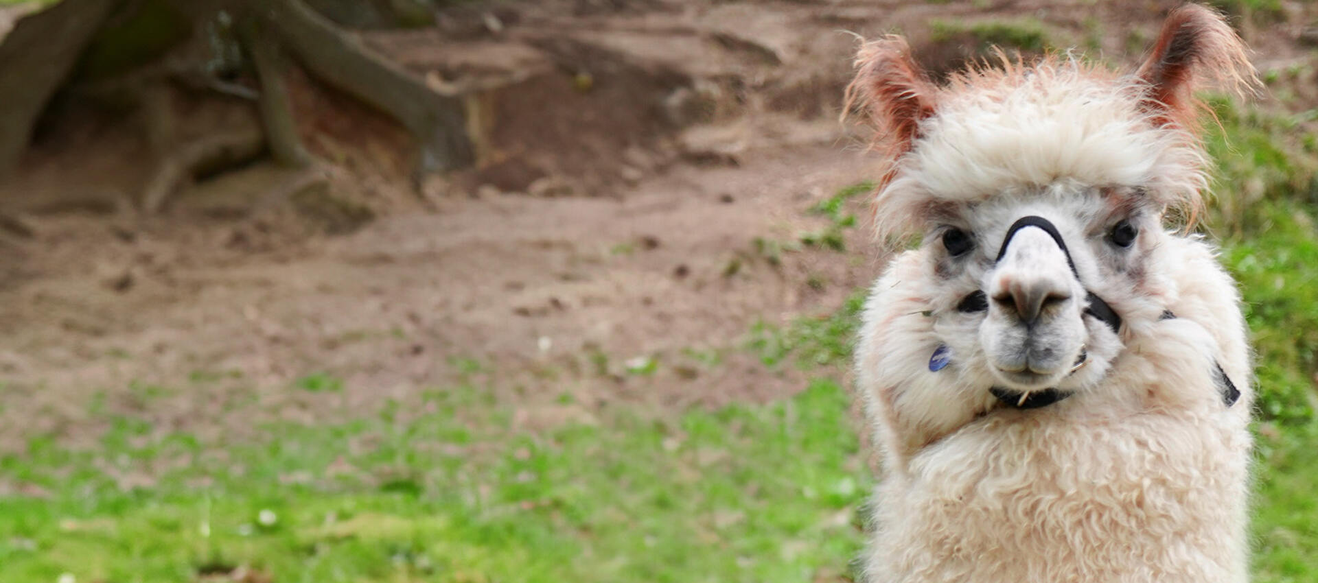 Lieber 
Lama als
Drama.